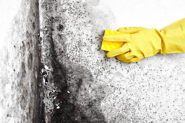 Best Certified Mold Removal  in Crown Pot, IN