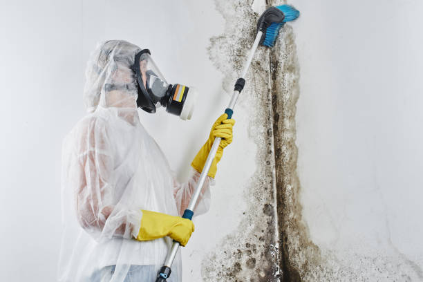 Best Fast Mold Removal  in Crown Pot, IN