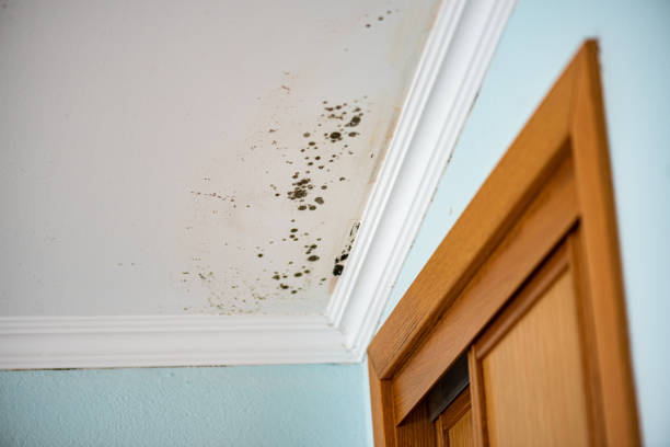 Best Attic Mold Removal  in Crown Pot, IN
