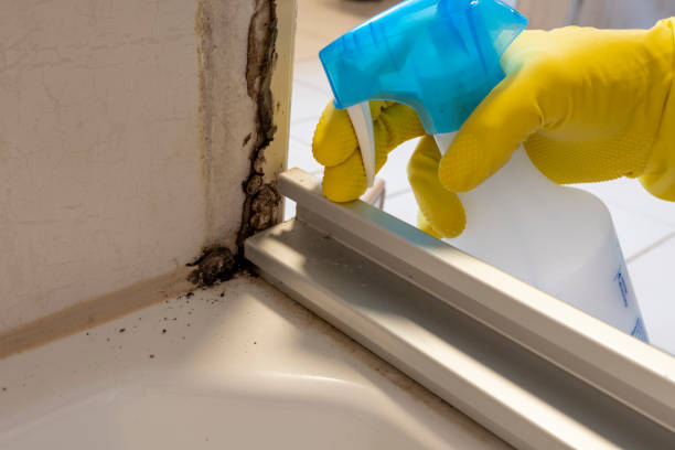 Best Commercial Mold Removal  in Crown Pot, IN