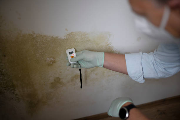 Best Mold Removal Company Near Me  in Crown Pot, IN