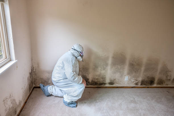 Professional Mold Removal in Crown Point, IN
