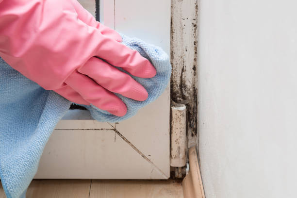 Best Commercial Mold Removal  in Crown Pot, IN